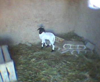 izmaar
